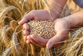 Cereal Grains